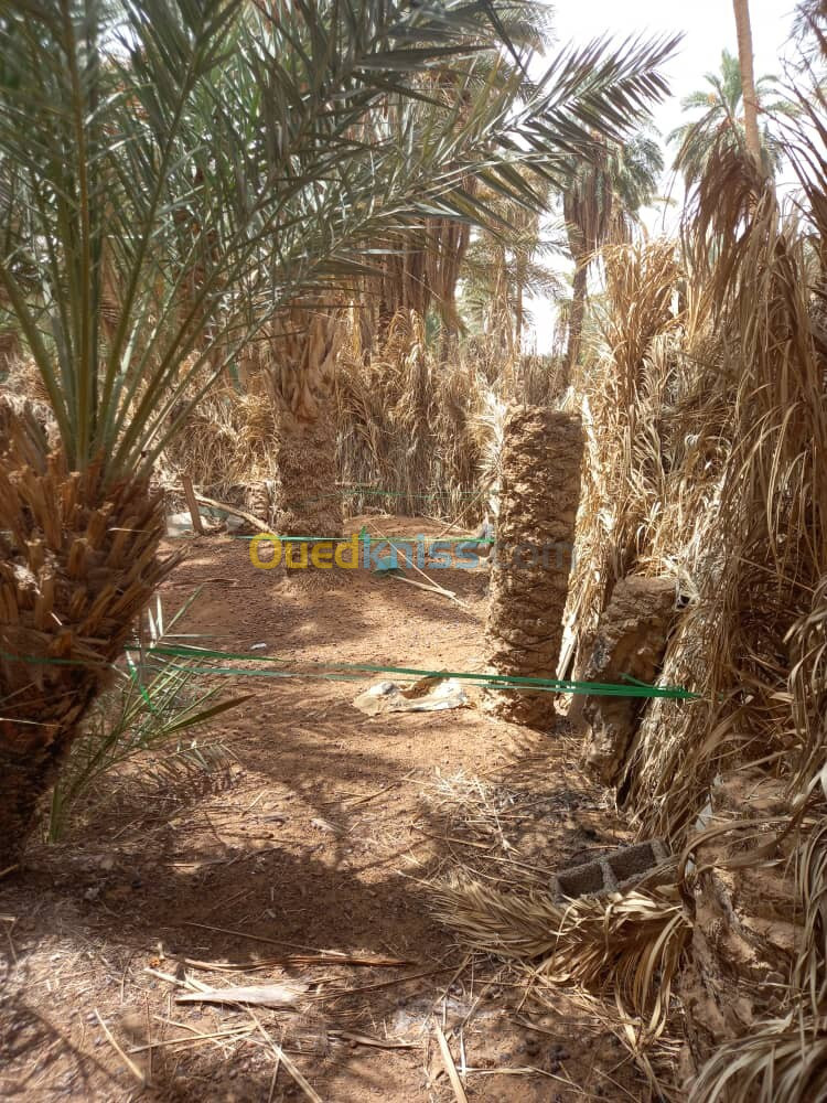 Vente Terrain Ouargla Ouargla