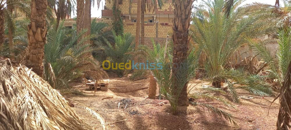 Vente Terrain Ouargla Ouargla