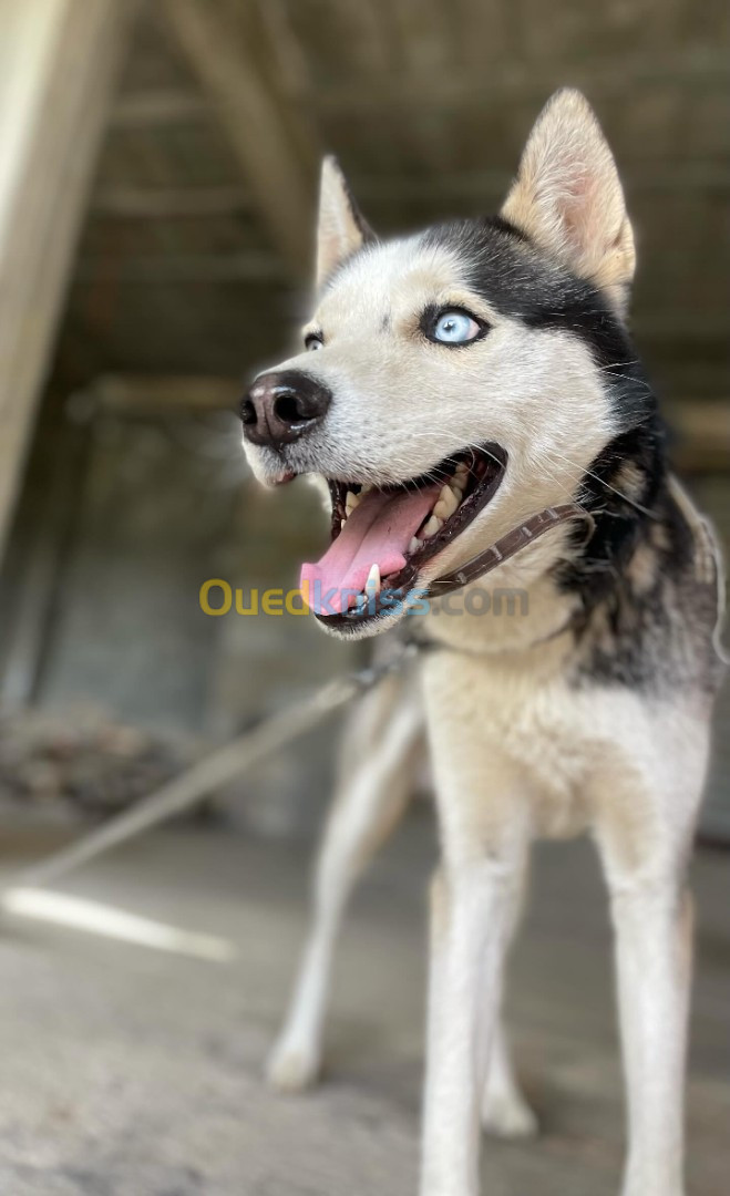 husky sibérien 