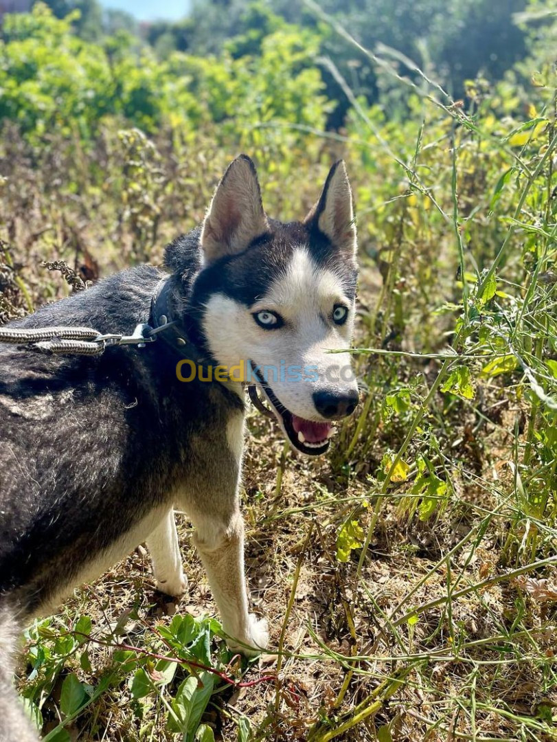 husky sibérien 