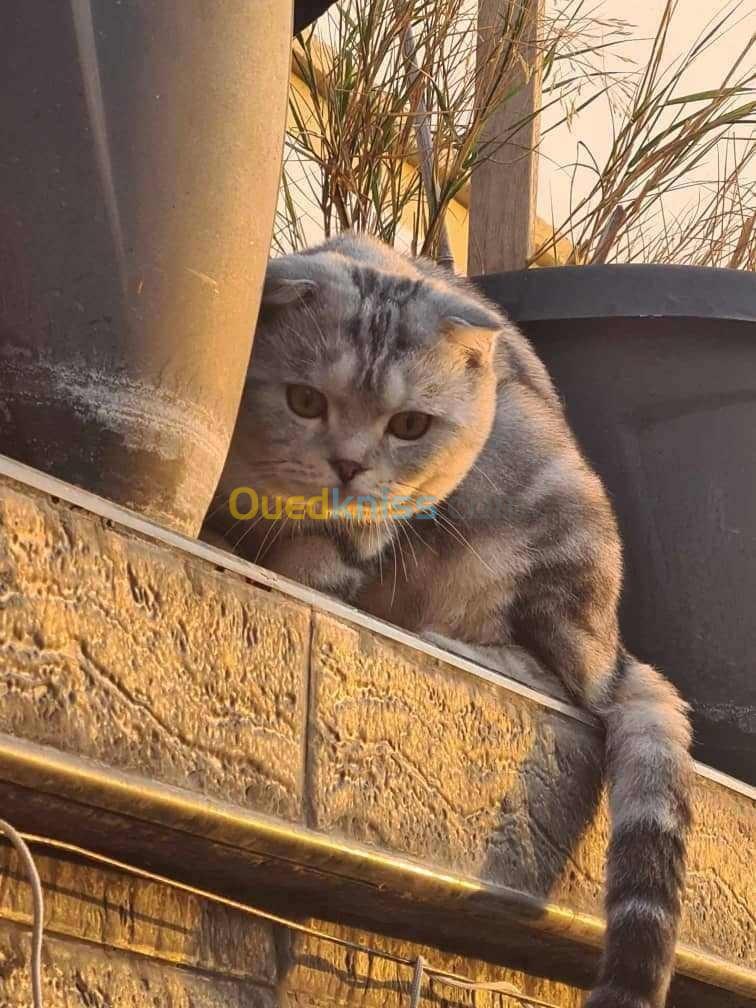 Femelle british shorthair blue golden 2 mois et demi 