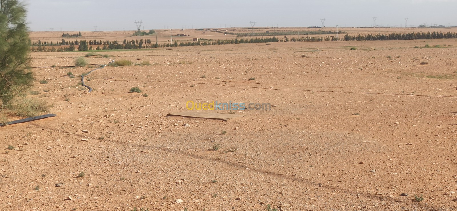 Vente Terrain Agricole Djelfa Ain oussara