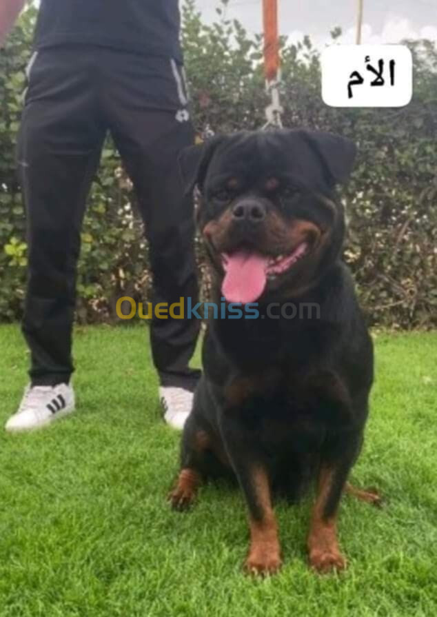 Mal Rottweiler sarbi 