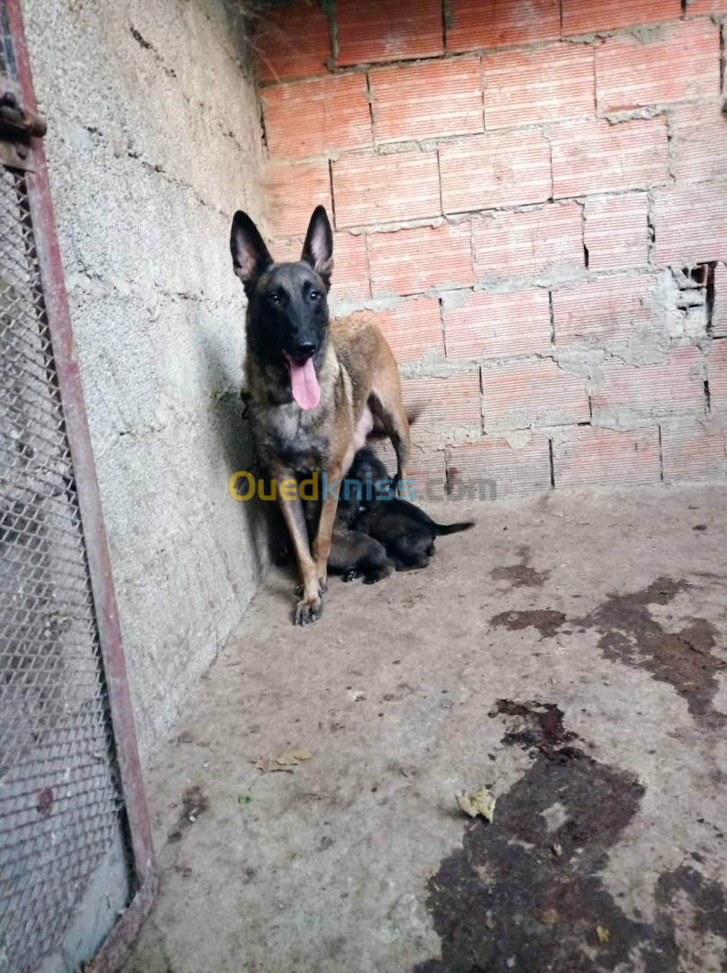 Chiot malinois top