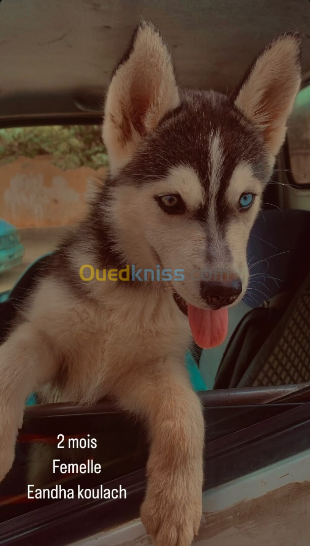  Femelle Husky pure race