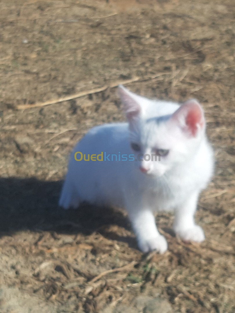 Chat angora Turk femelle 2 mois avec accessoires 