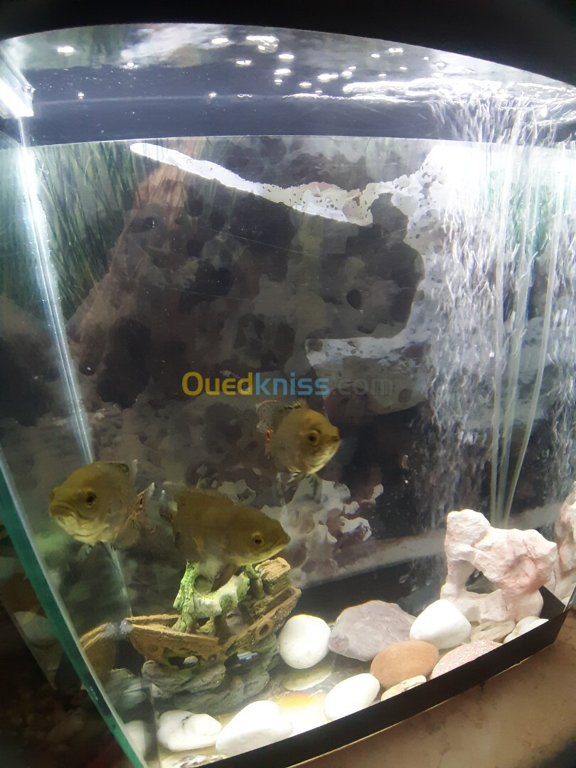 Aquarium 40 litres avec Poissons et accessoires complet 