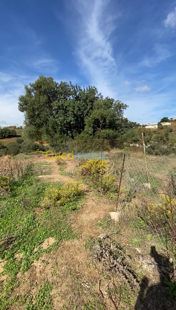 Vente Terrain Boumerdès Tidjelabine