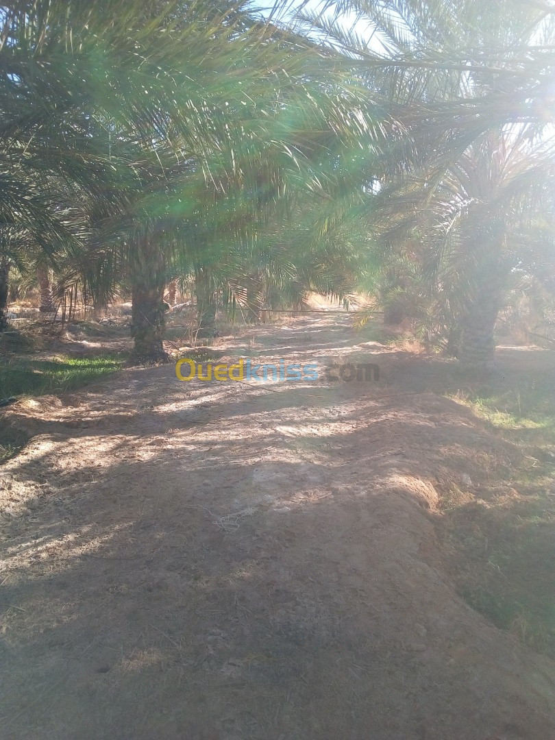 Vente Terrain Agricole Biskra Lioua