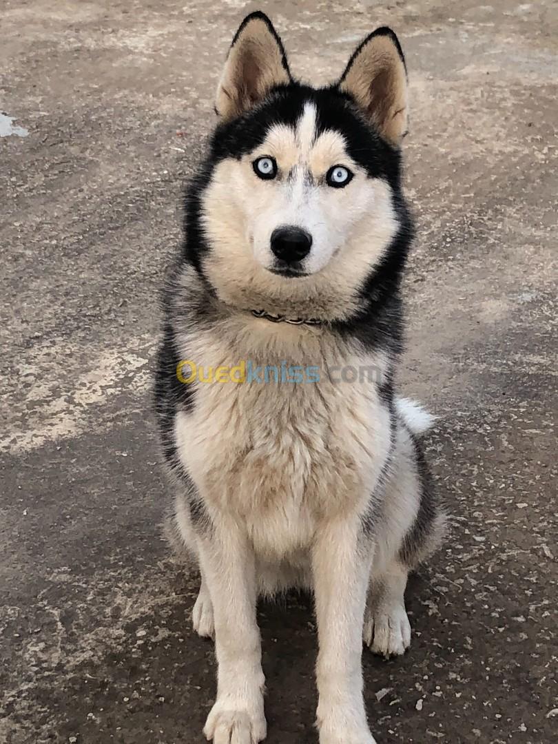 Husky Siberien