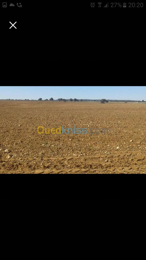 Vente Terrain Agricole Djelfa Dar chioukh