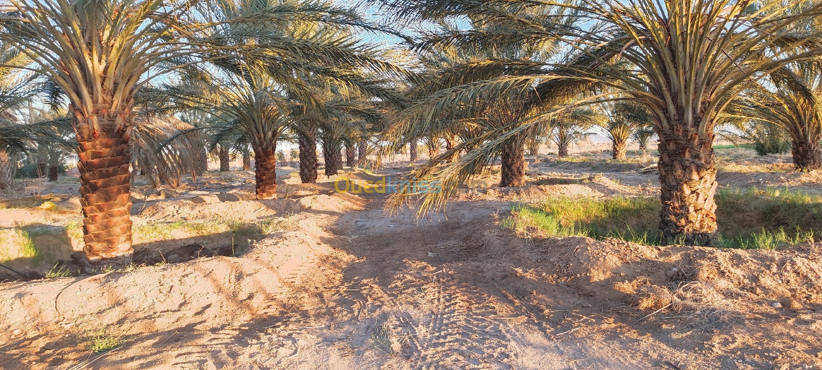 Vente Terrain Agricole Biskra El outaya