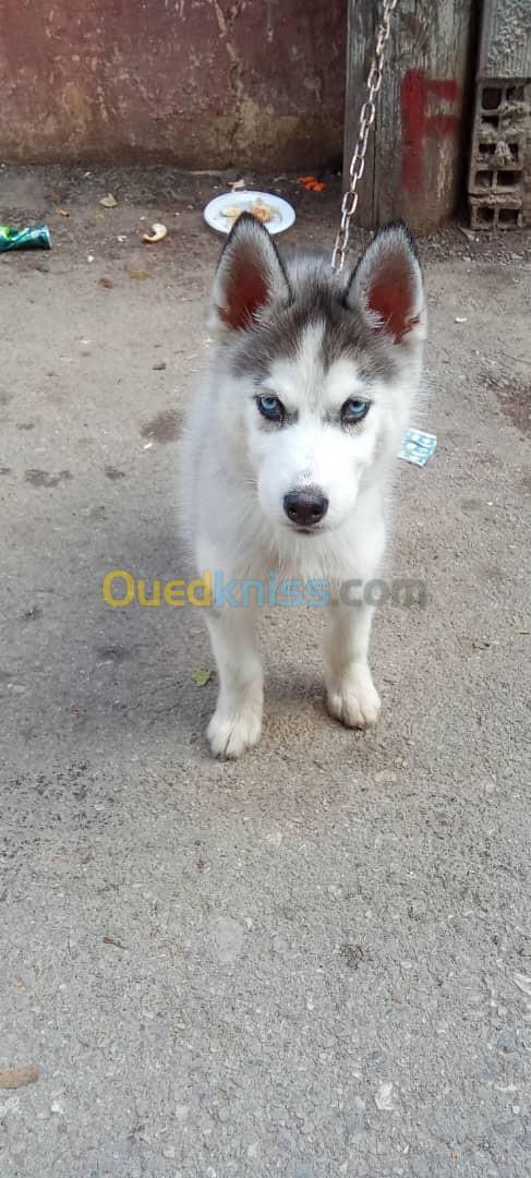 Husky rasse original 