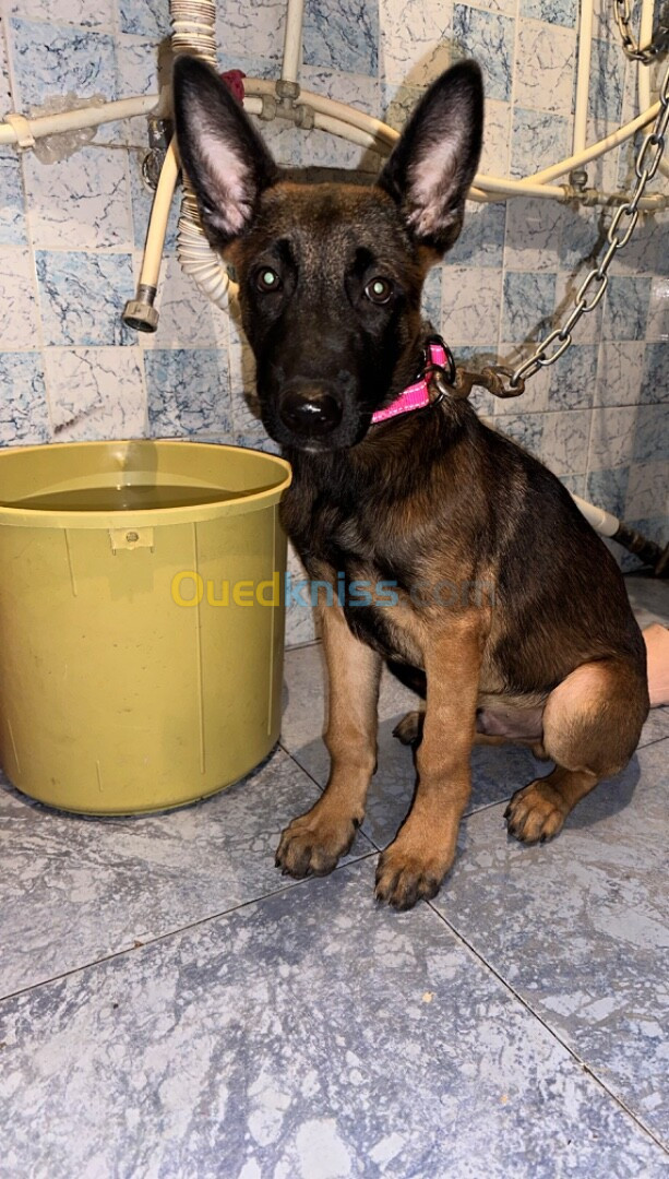 Malinois 3 moi 