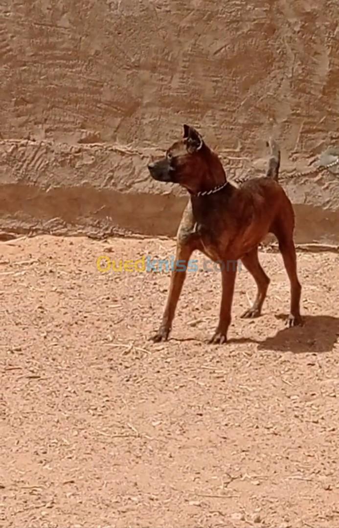 Cane corso 