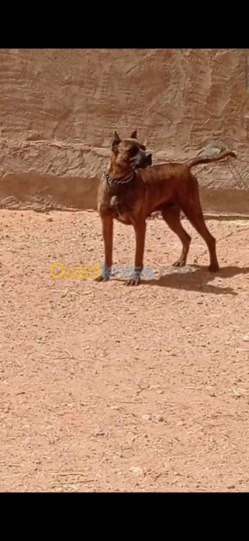 Cane corso 