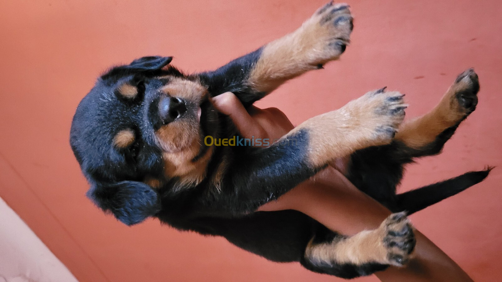 Les chiot rottweiler age 30 jours 