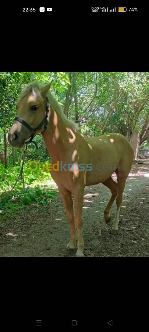 Vente Terrain Agricole Saïda Saida