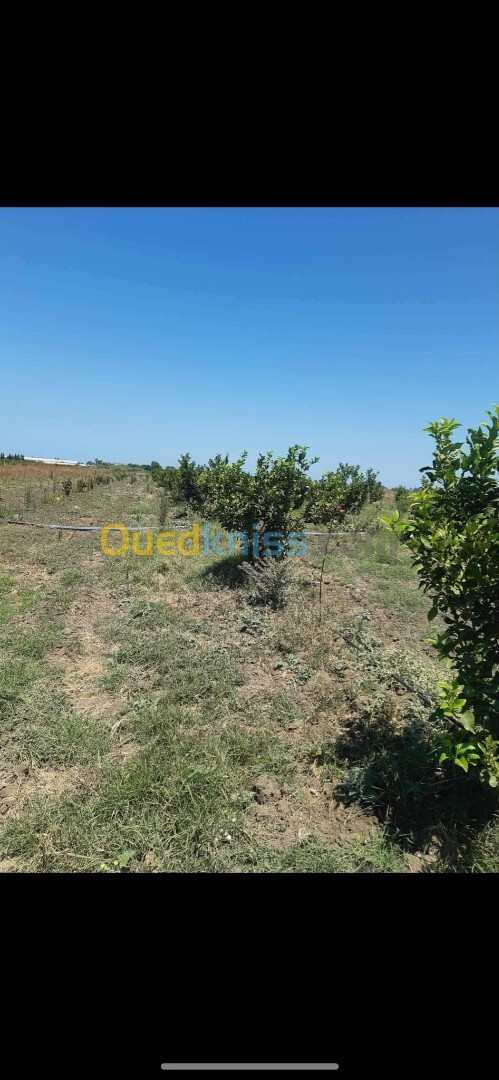 Vente Terrain Agricole Annaba Annaba