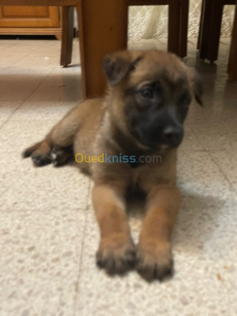 Chiots malinois oure race