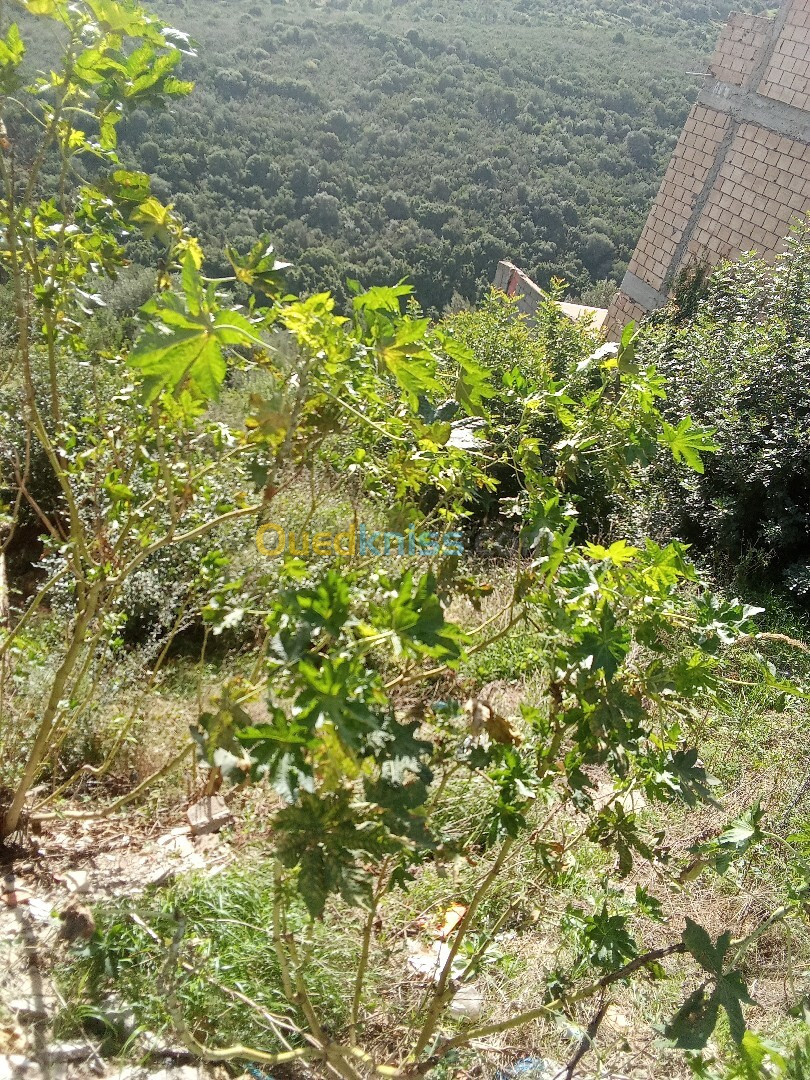 Vente Terrain Béjaïa Bejaia