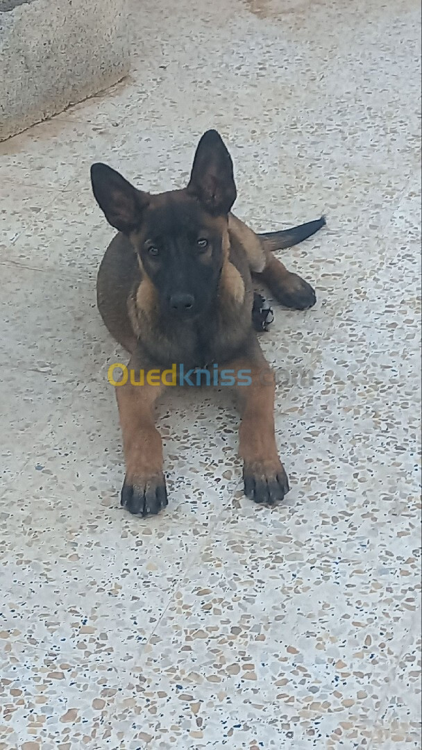 Chien malinois 4 mois كلب مالينوا 