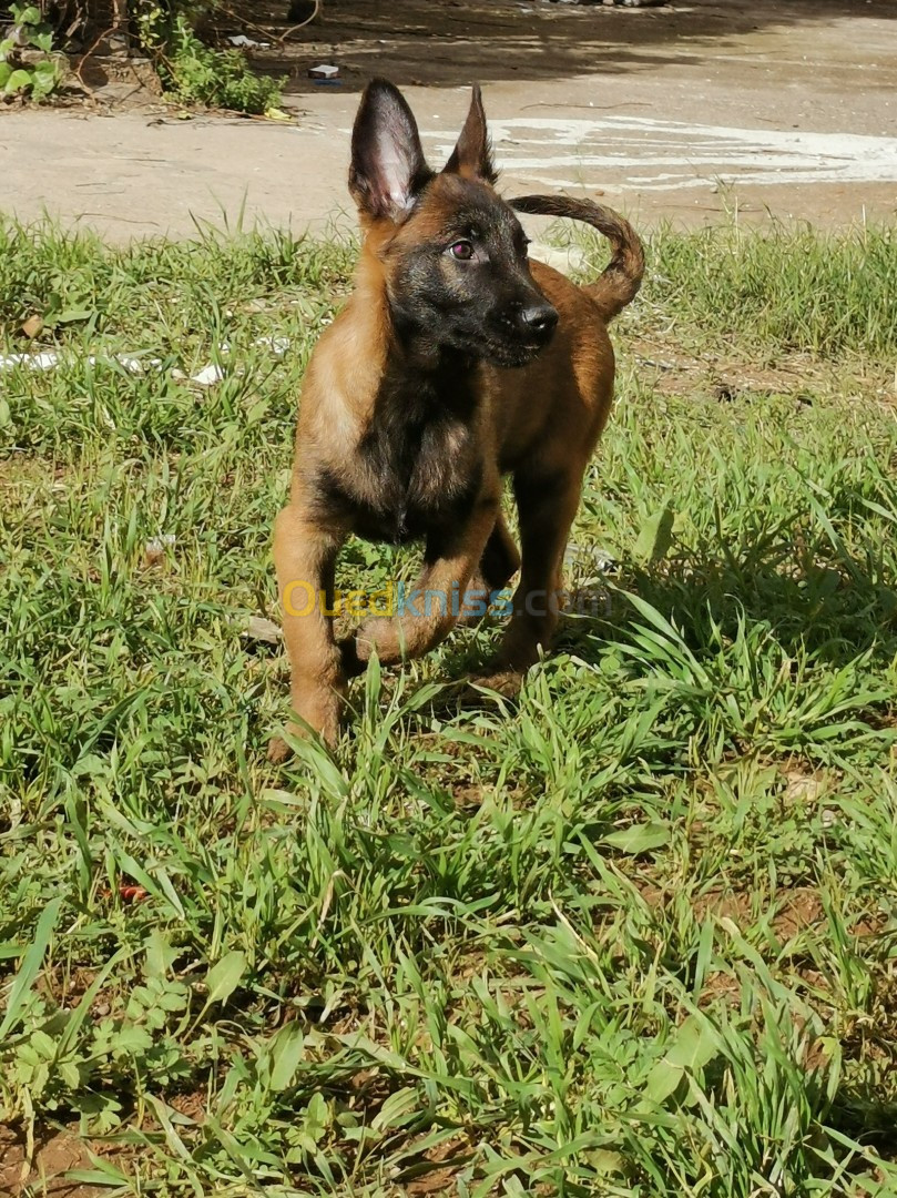 Des Chiots Malinois Masque Noire