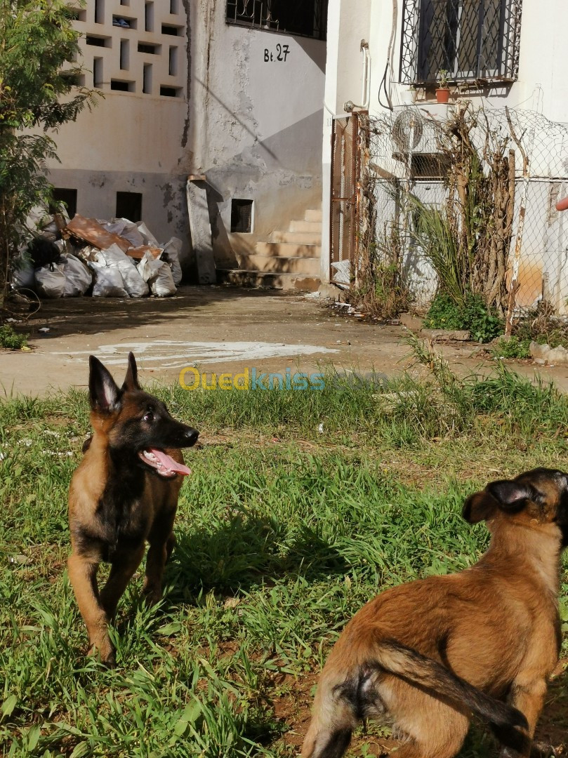 Des Chiots Malinois Masque Noire