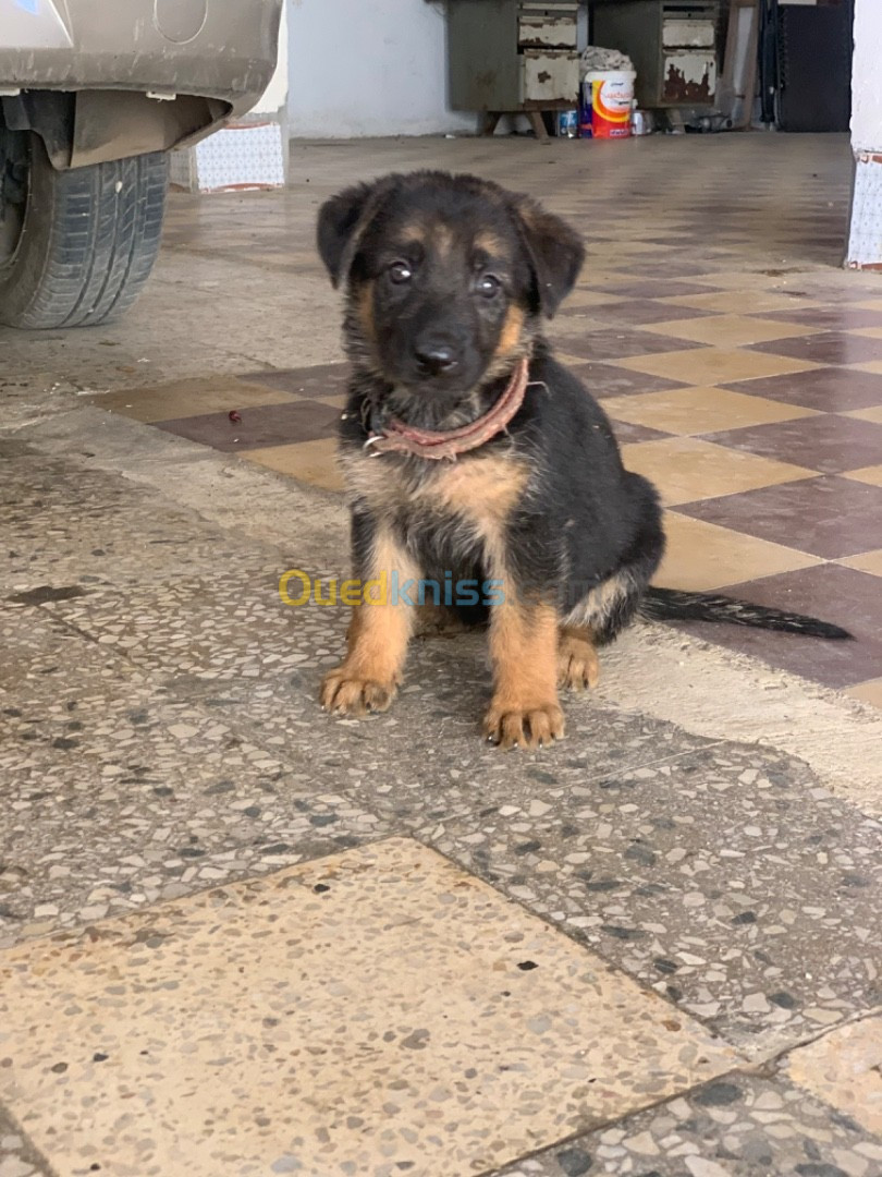 Chiot berger allemand 