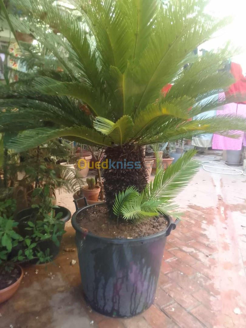 vente d un très beaux arbre cycas revoluta