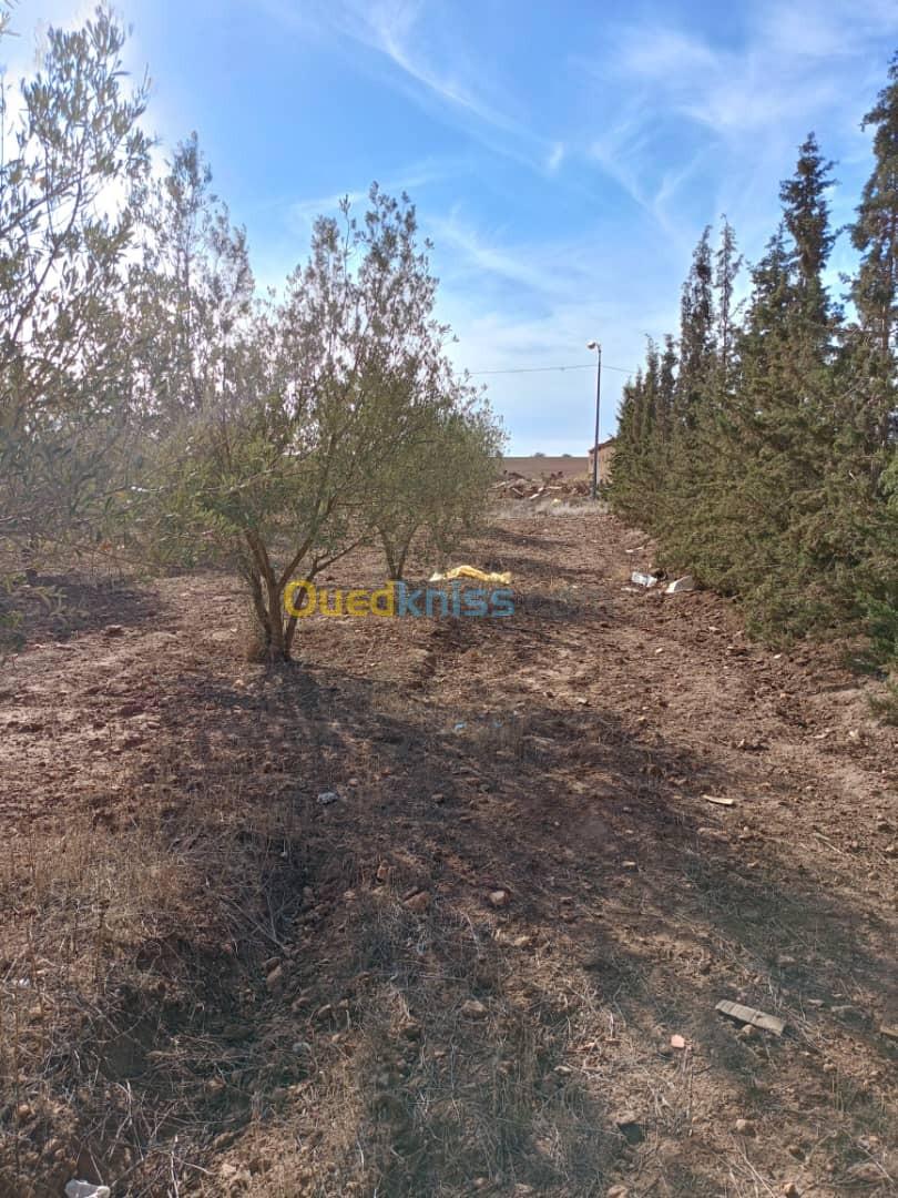 Vente Terrain Sidi Bel Abbès Amarnas