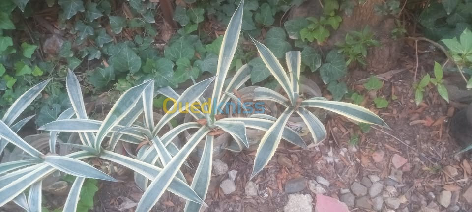 Agave tequilana Variegata Geante