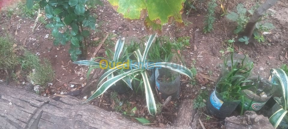 Agave tequilana Variegata Geante