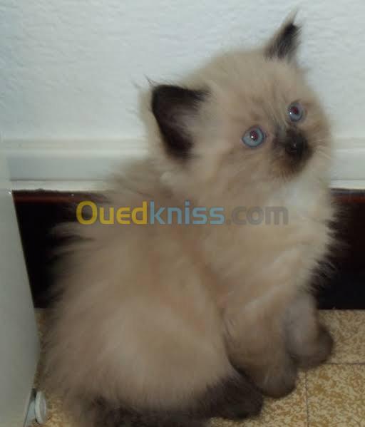 Chatons Siamois Ragdoll Poils Long