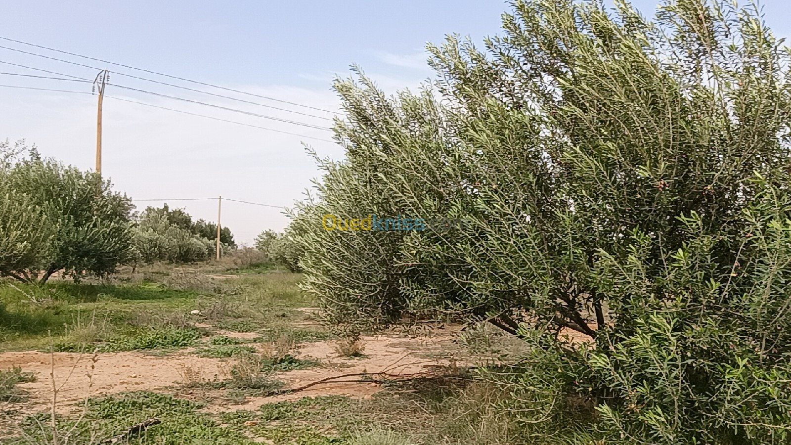 Vente Terrain Agricole Djelfa Benhar