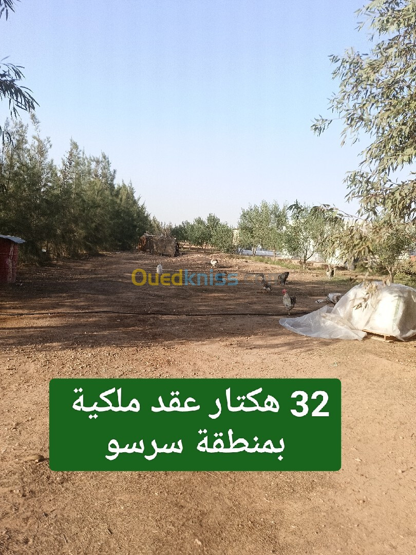 Vente Terrain Agricole Djelfa Benhar