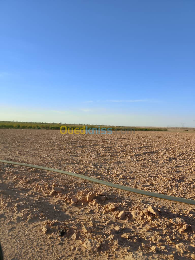 Vente Terrain Agricole Djelfa Benhar