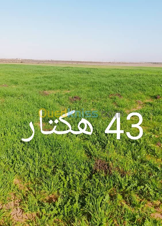 Vente Terrain Agricole Djelfa El khemis