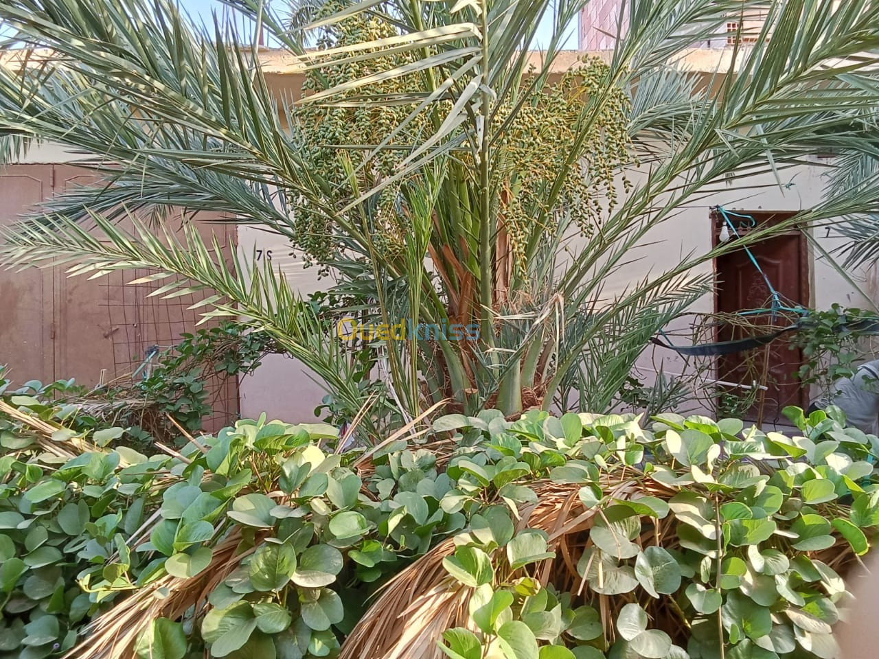 Vente Appartement F03 Ouargla Rouissat