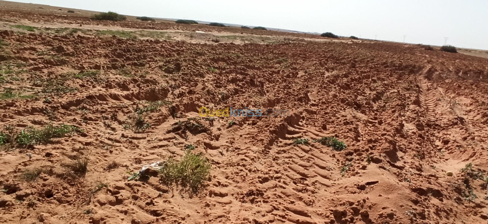 Vente Terrain Agricole Djelfa Ain oussara