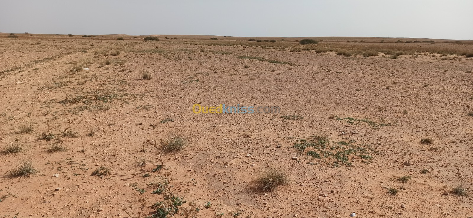 Vente Terrain Agricole Djelfa Ain oussara