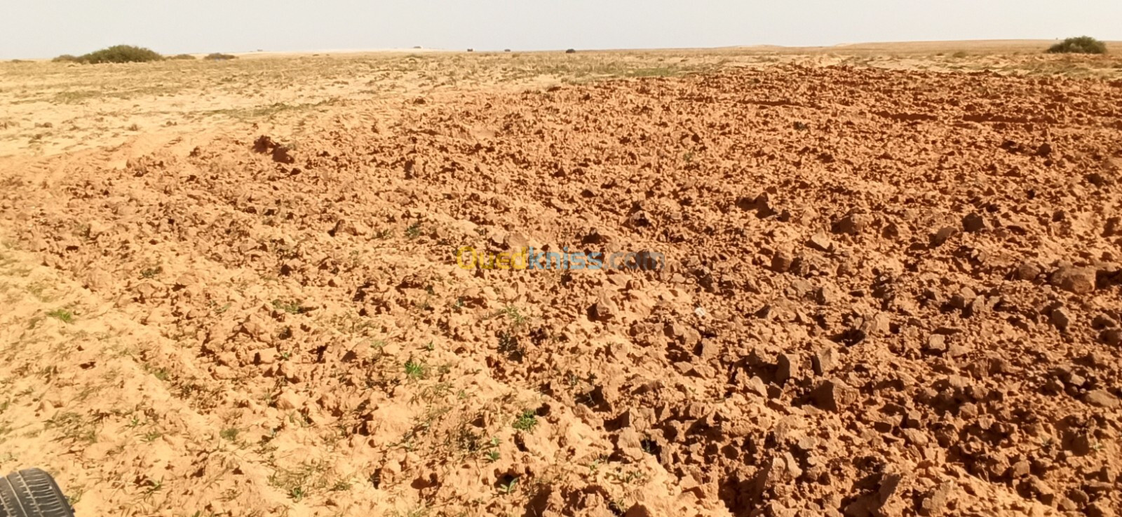 Vente Terrain Agricole Djelfa Ain oussara