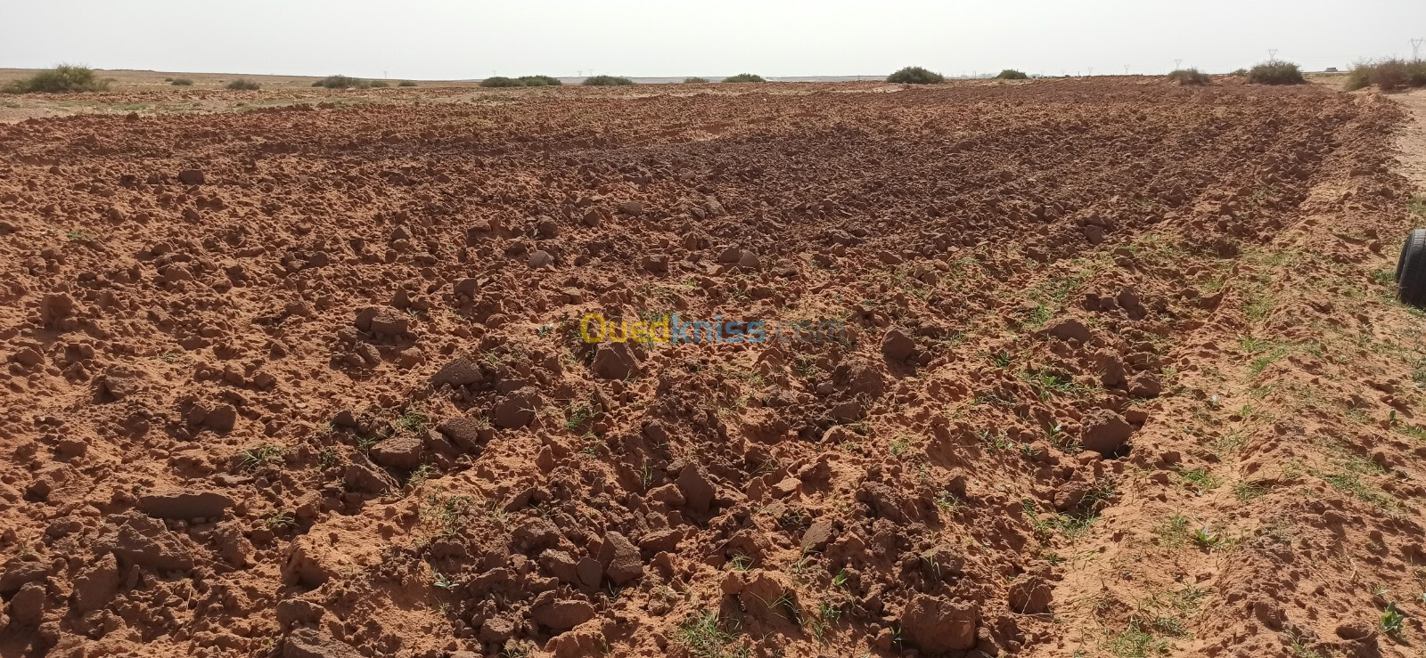 Vente Terrain Agricole Djelfa Ain oussara