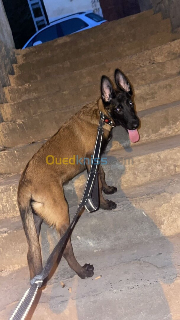 Malinois pure Berger berge 