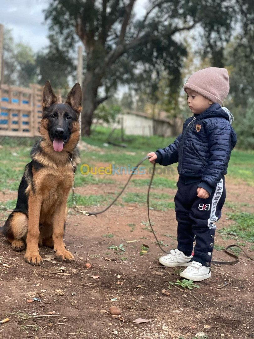 Mâle Berger Allemand   5 Mois Pedigré