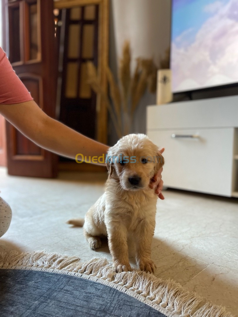 Chiots Golden retriever Original 