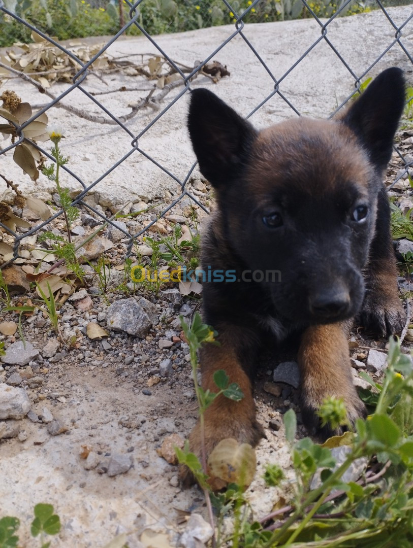 Chiots malinois charboné femelle 