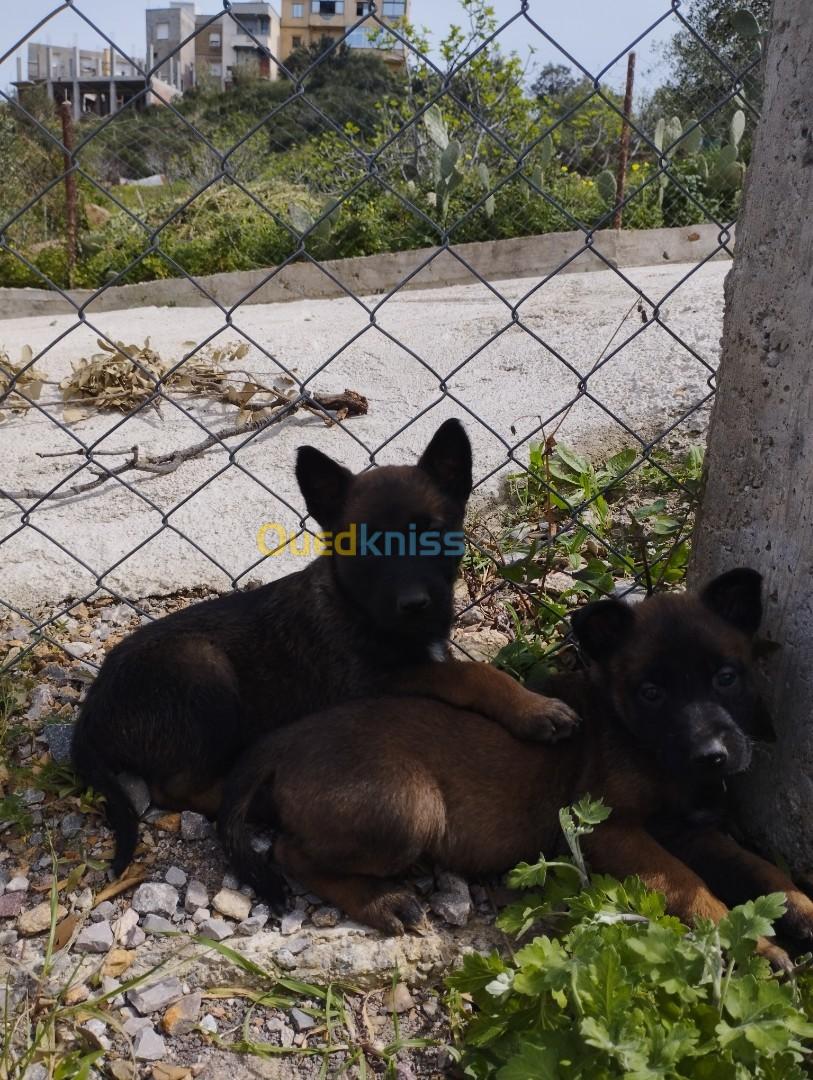 Chiots malinois charboné 