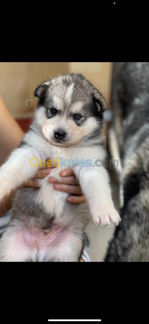 Husky sibérien pure raceهاسكي