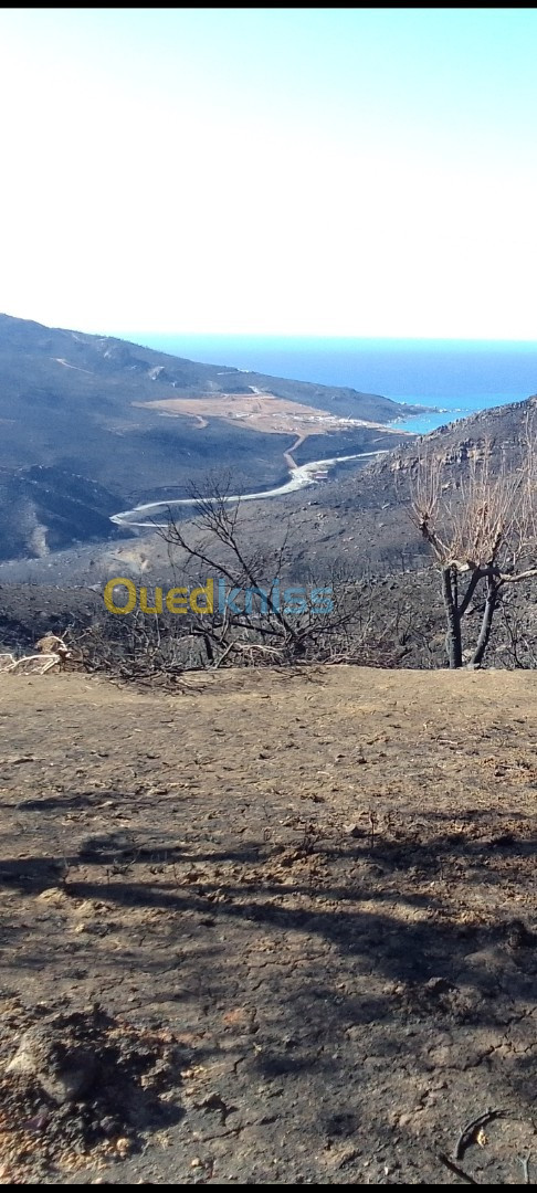 Vente Terrain Bejaia Toudja